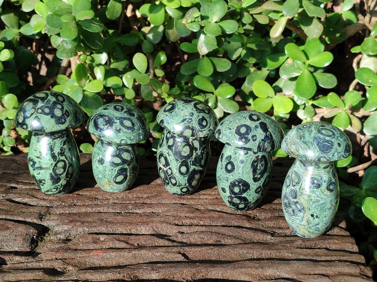 Polished Stromatolite "Kambamba Jasper" Mushrooms x 5 From Katsepy, Madagascar - Toprock Gemstones and Minerals 