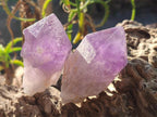 Natural Jacaranda Amethyst Single Crystals x 12 From Mumbwa, Zambia - Toprock Gemstones and Minerals 