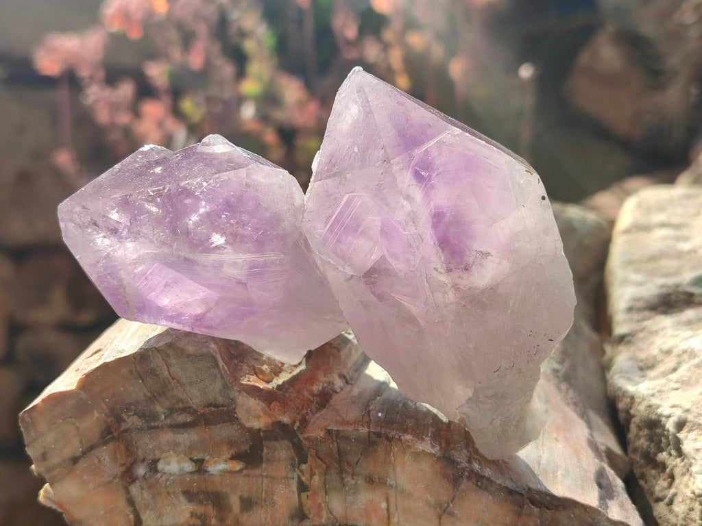 Natural Jacaranda Amethyst Single Crystals x 12 From Mumbwa, Zambia - Toprock Gemstones and Minerals 