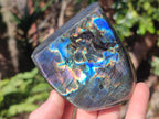Polished Spectrolite Labradorite Standing Display Pieces x 3 From Madagascar - Toprock Gemstones and Minerals 