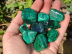 Polished Flower Banded Malachite Free Forms x 35 From Congo - Toprock Gemstones and Minerals 