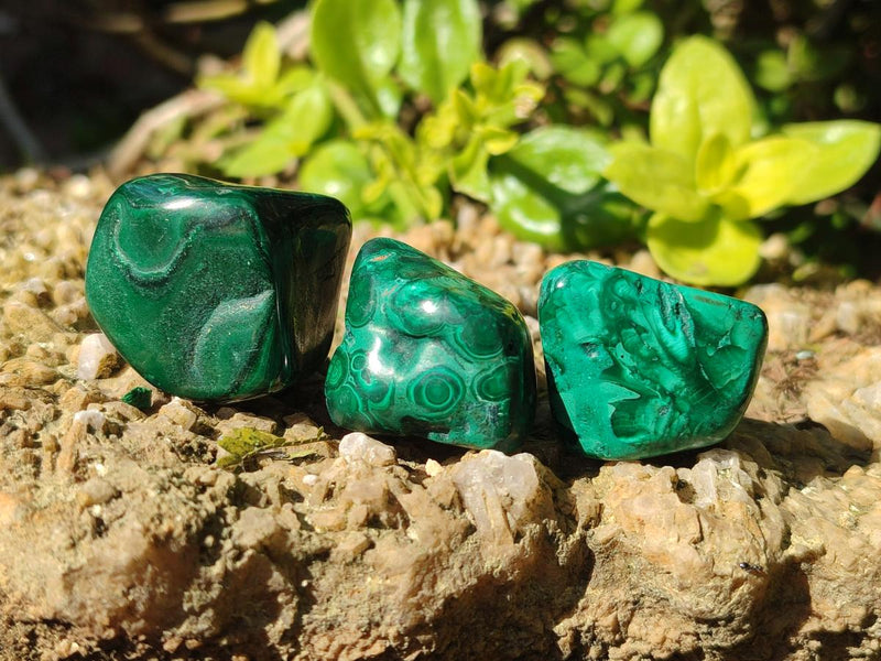 Polished Flower Banded Malachite Free Forms x 35 From Congo - Toprock Gemstones and Minerals 