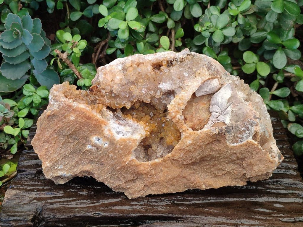 Natural XL Golden Limonite Quartz Cluster x 1 From Solwezi, Zambia - Toprock Gemstones and Minerals 