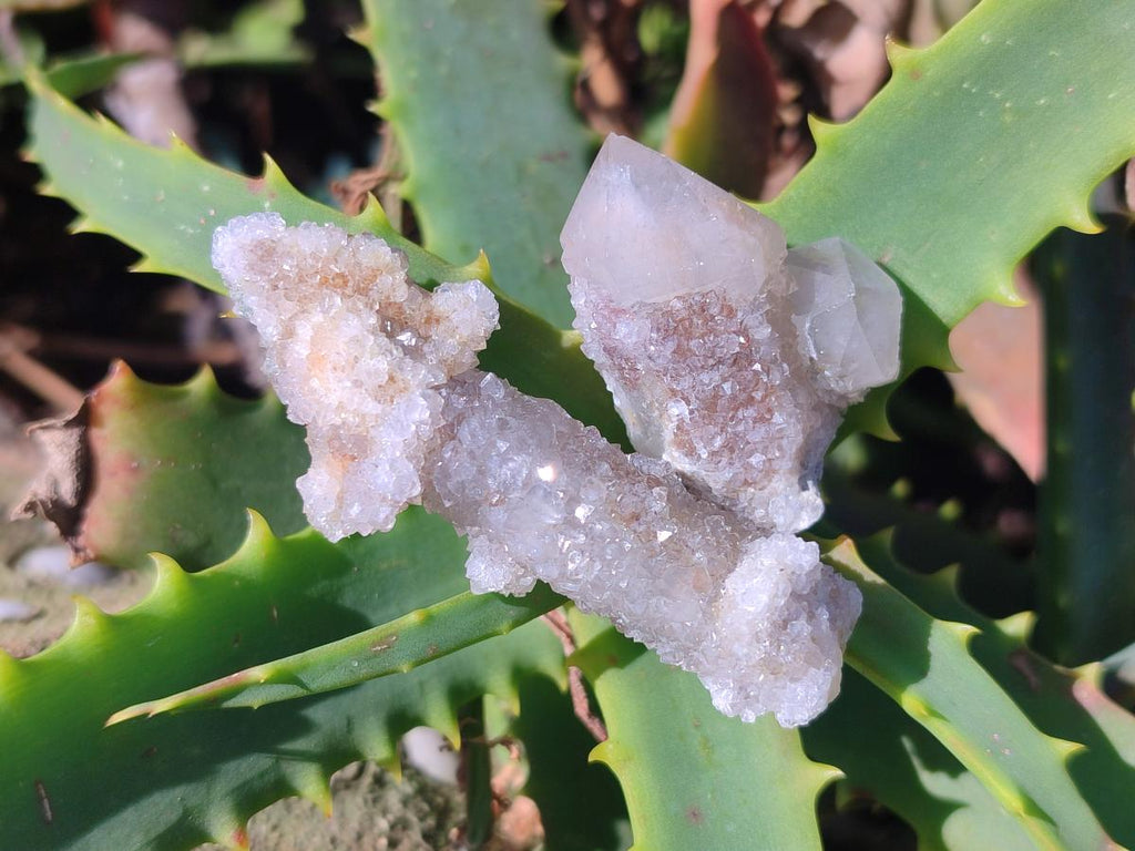 Natural Drusy Fairy Spirit Quartz Crystals x 70 From Boekenhouthoek, South Africa - Toprock Gemstones and Minerals 