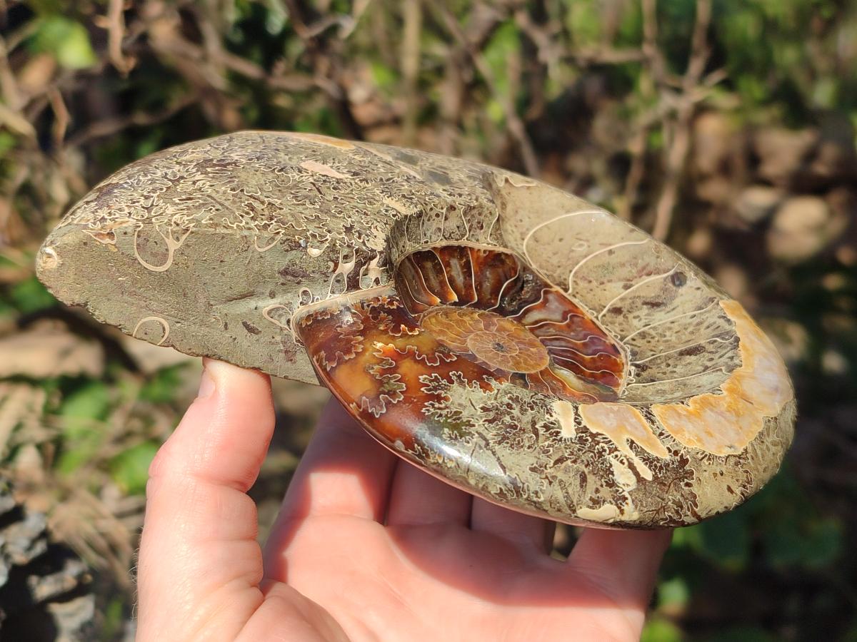Polished Mix of Whole Cleoniceras "Jigsaw" Ammonite Fossils x 2 From Tulear, Madagascar - Toprock Gemstones and Minerals 