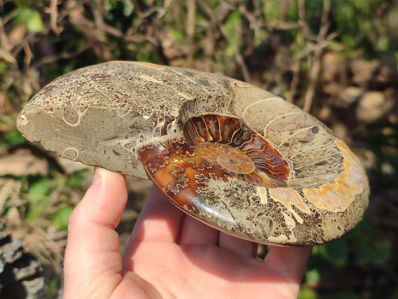 Polished Mix of Whole Cleoniceras "Jigsaw" Ammonite Fossils x 2 From Tulear, Madagascar - Toprock Gemstones and Minerals 