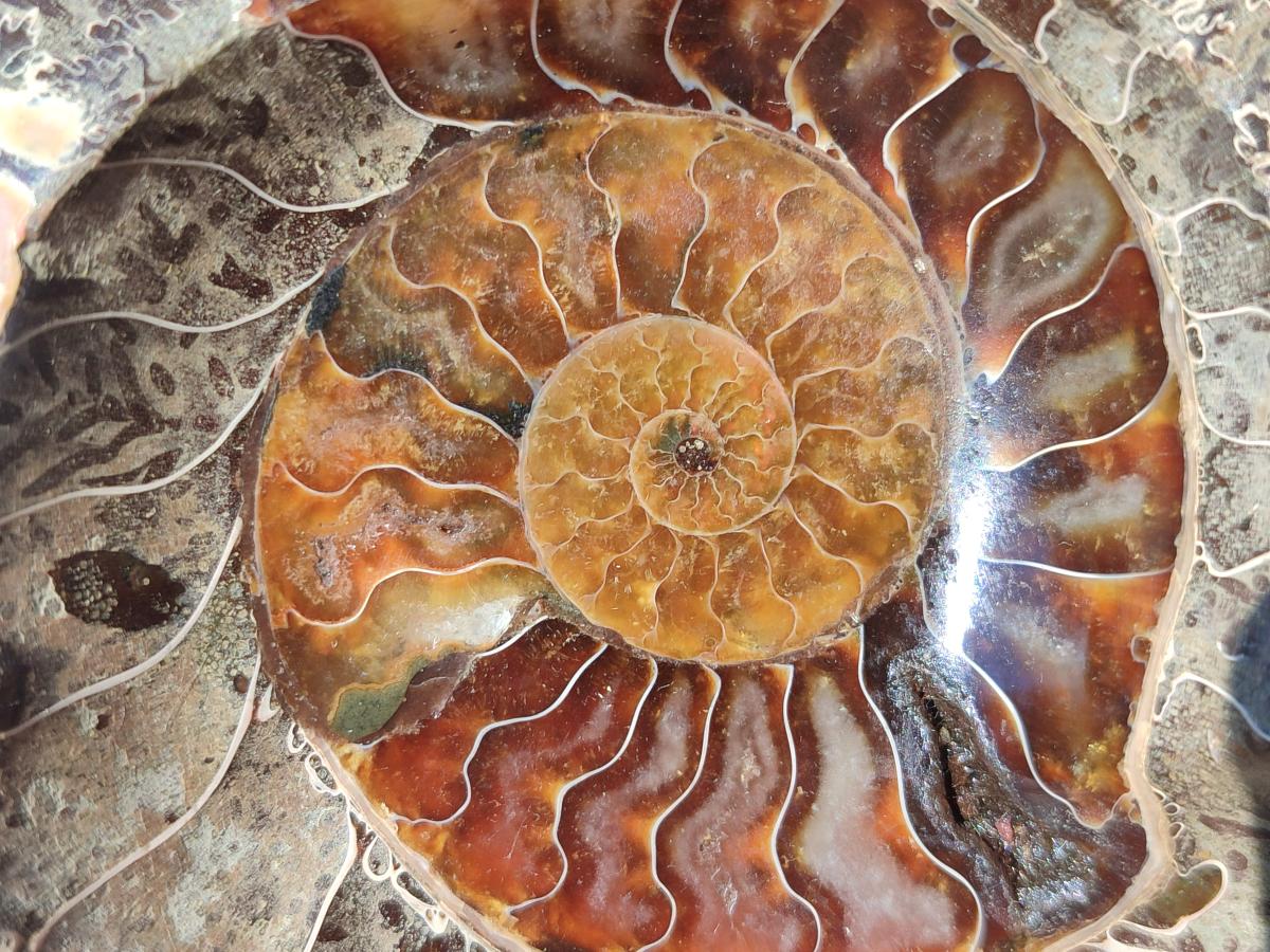 Polished Mix of Whole Cleoniceras "Jigsaw" Ammonite Fossils x 2 From Tulear, Madagascar - Toprock Gemstones and Minerals 