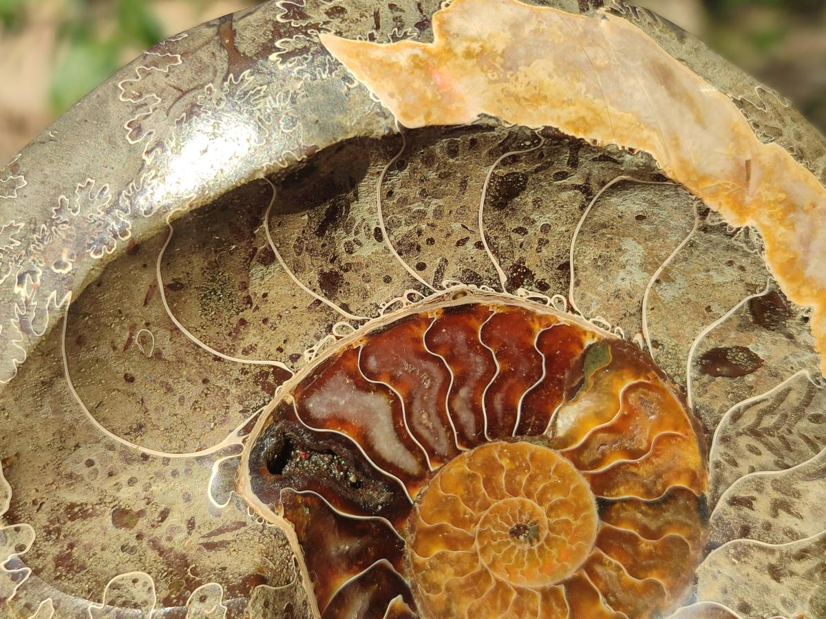 Polished Mix of Whole Cleoniceras "Jigsaw" Ammonite Fossils x 2 From Tulear, Madagascar - Toprock Gemstones and Minerals 