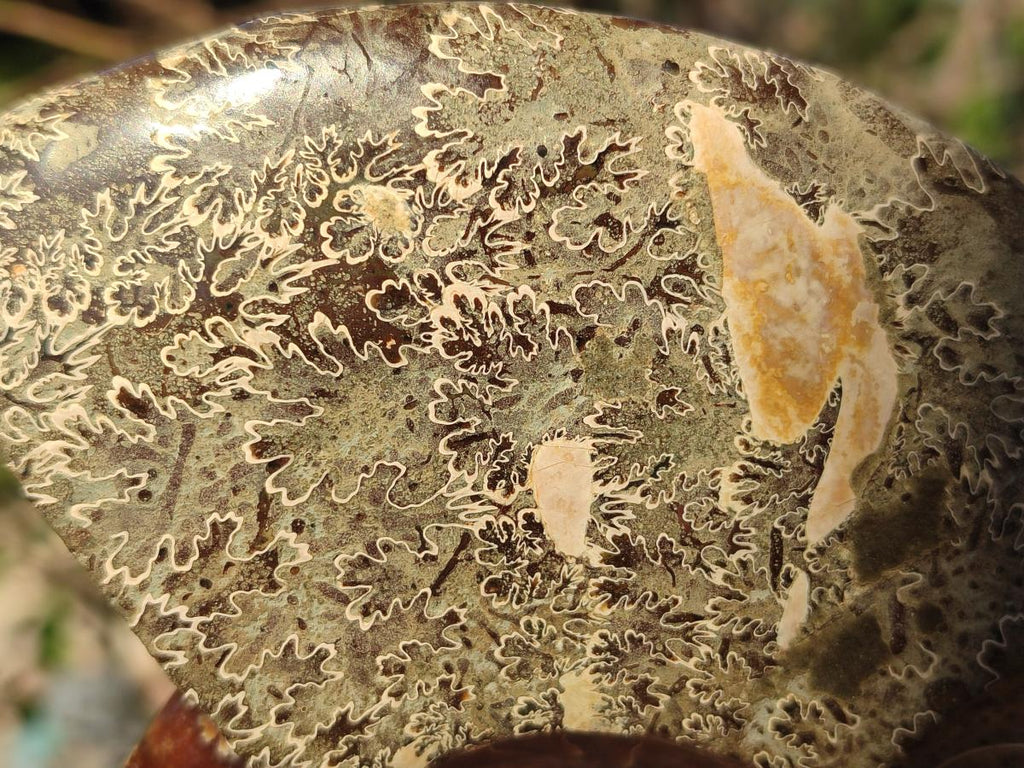 Polished Mix of Whole Cleoniceras "Jigsaw" Ammonite Fossils x 2 From Tulear, Madagascar - Toprock Gemstones and Minerals 