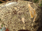 Polished Mix of Whole Cleoniceras "Jigsaw" Ammonite Fossils x 2 From Tulear, Madagascar - Toprock Gemstones and Minerals 