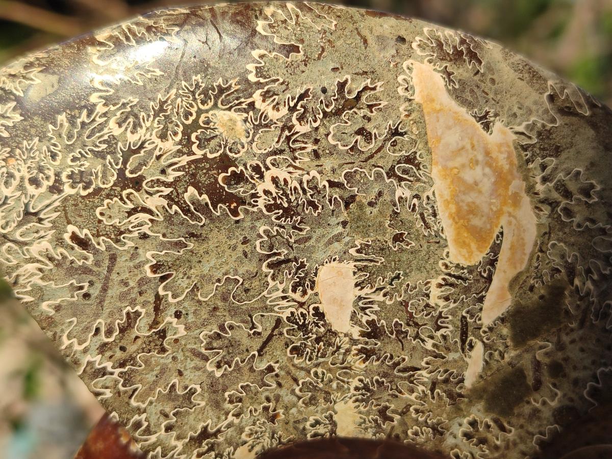 Polished Mix of Whole Cleoniceras "Jigsaw" Ammonite Fossils x 2 From Tulear, Madagascar - Toprock Gemstones and Minerals 