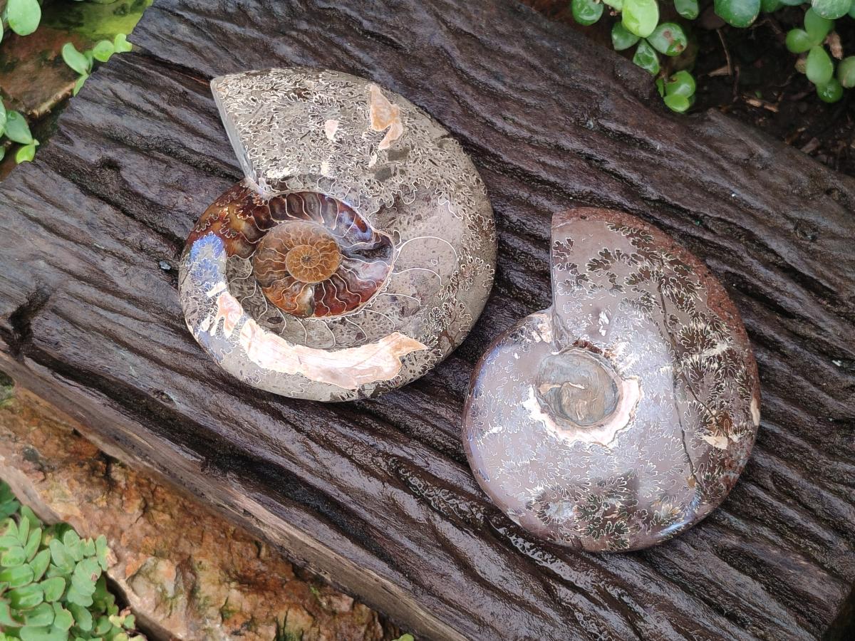 Polished Mix of Whole Cleoniceras "Jigsaw" Ammonite Fossils x 2 From Tulear, Madagascar - Toprock Gemstones and Minerals 