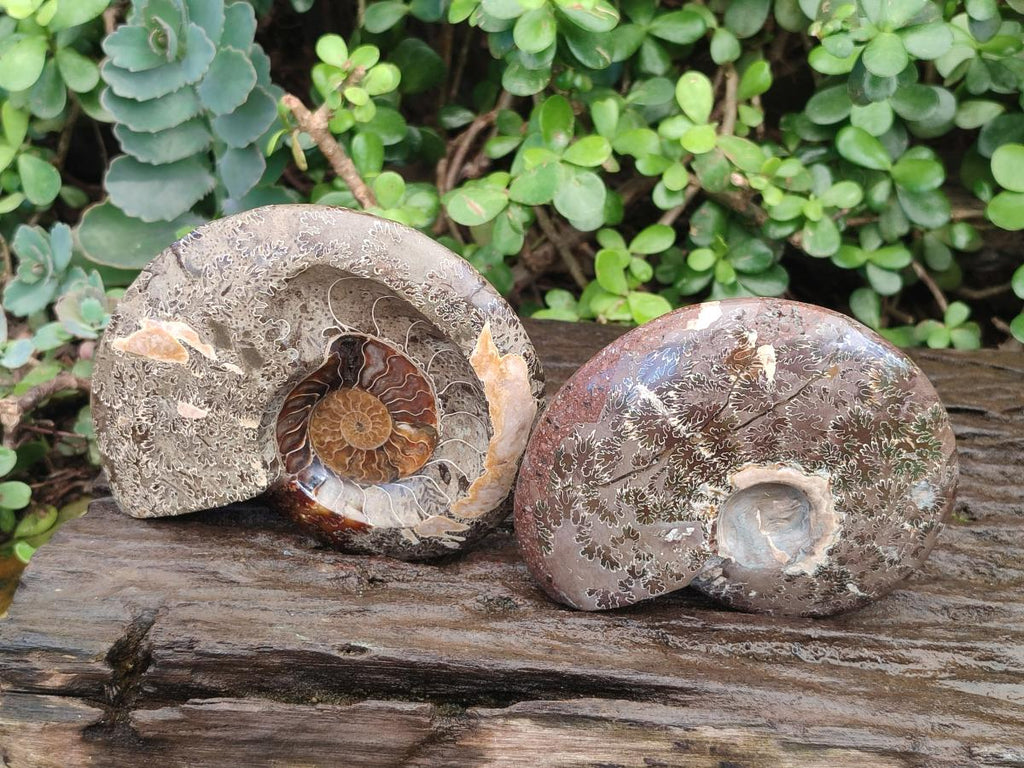 Polished Mix of Whole Cleoniceras "Jigsaw" Ammonite Fossils x 2 From Tulear, Madagascar - Toprock Gemstones and Minerals 