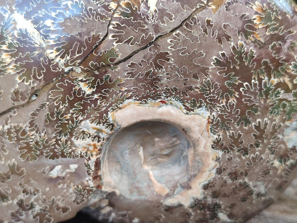 Polished Mix of Whole Cleoniceras "Jigsaw" Ammonite Fossils x 2 From Tulear, Madagascar - Toprock Gemstones and Minerals 