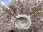 Polished Mix of Whole Cleoniceras "Jigsaw" Ammonite Fossils x 2 From Tulear, Madagascar - Toprock Gemstones and Minerals 