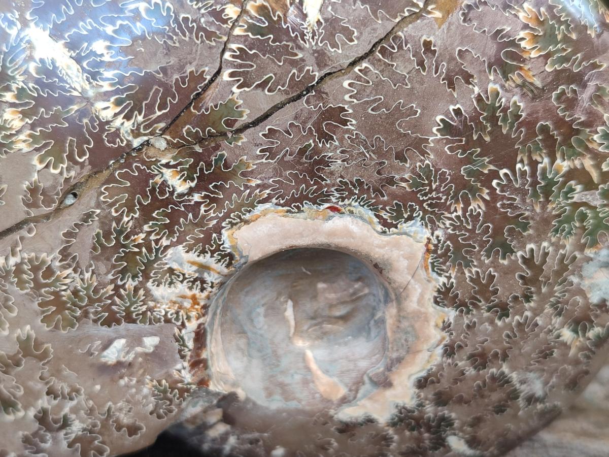 Polished Mix of Whole Cleoniceras "Jigsaw" Ammonite Fossils x 2 From Tulear, Madagascar - Toprock Gemstones and Minerals 