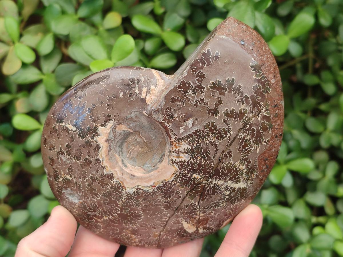 Polished Mix of Whole Cleoniceras "Jigsaw" Ammonite Fossils x 2 From Tulear, Madagascar - Toprock Gemstones and Minerals 