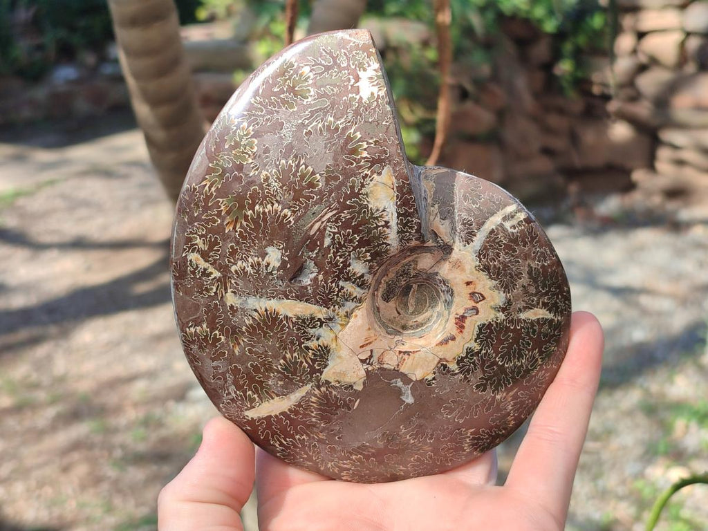Polished Mix of Whole Cleoniceras "Jigsaw" Ammonite Fossils x 2 From Tulear, Madagascar - Toprock Gemstones and Minerals 