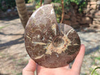 Polished Mix of Whole Cleoniceras "Jigsaw" Ammonite Fossils x 2 From Tulear, Madagascar - Toprock Gemstones and Minerals 