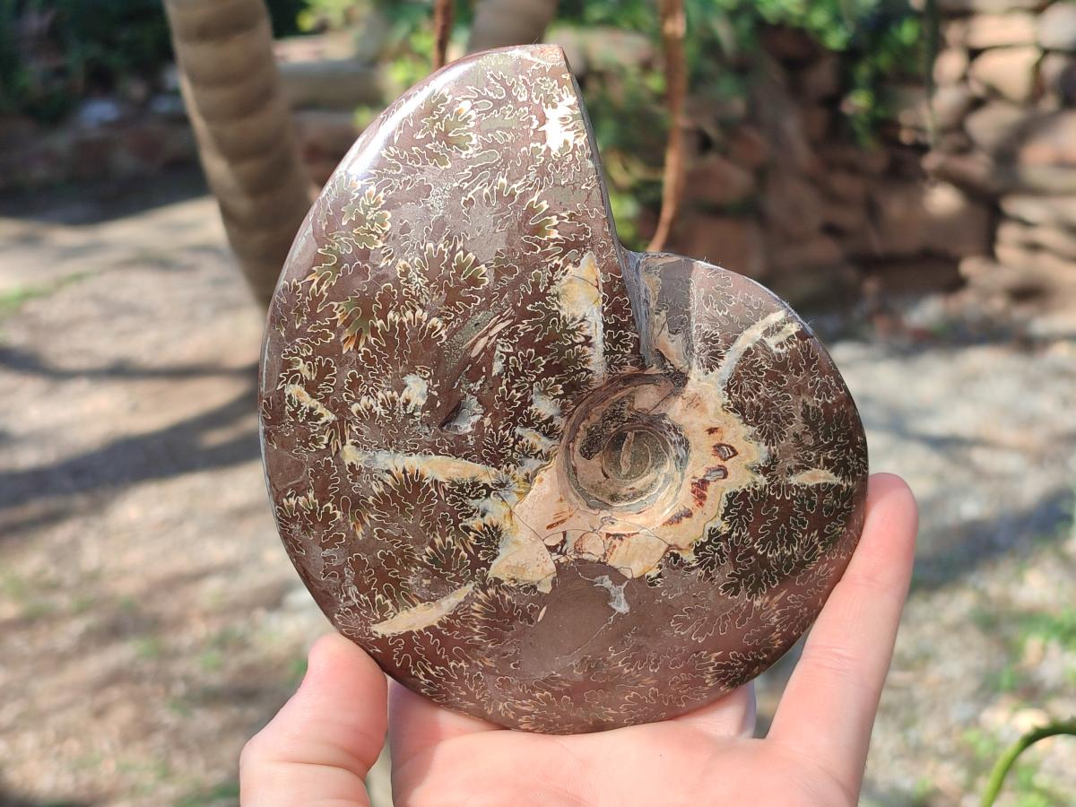 Polished Mix of Whole Cleoniceras "Jigsaw" Ammonite Fossils x 2 From Tulear, Madagascar - Toprock Gemstones and Minerals 