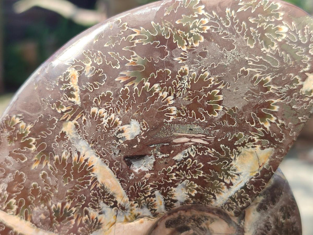 Polished Mix of Whole Cleoniceras "Jigsaw" Ammonite Fossils x 2 From Tulear, Madagascar - Toprock Gemstones and Minerals 