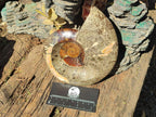 Polished Mix of Whole Cleoniceras "Jigsaw" Ammonite Fossils x 2 From Tulear, Madagascar - Toprock Gemstones and Minerals 