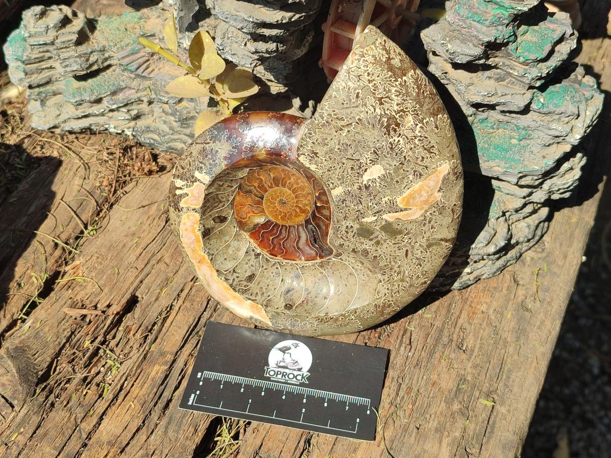Polished Mix of Whole Cleoniceras "Jigsaw" Ammonite Fossils x 2 From Tulear, Madagascar - Toprock Gemstones and Minerals 