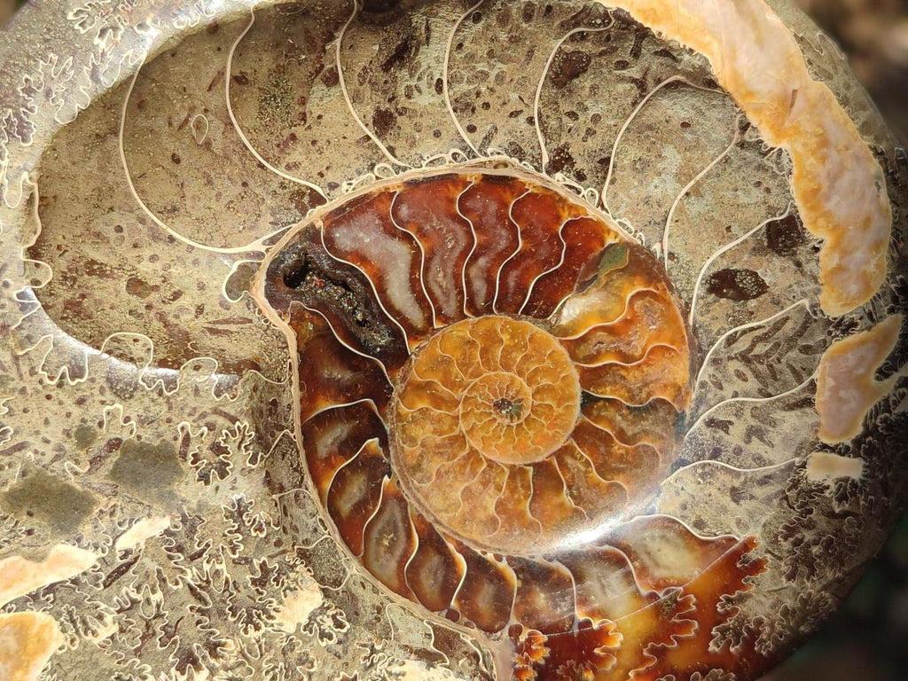 Polished Mix of Whole Cleoniceras "Jigsaw" Ammonite Fossils x 2 From Tulear, Madagascar - Toprock Gemstones and Minerals 