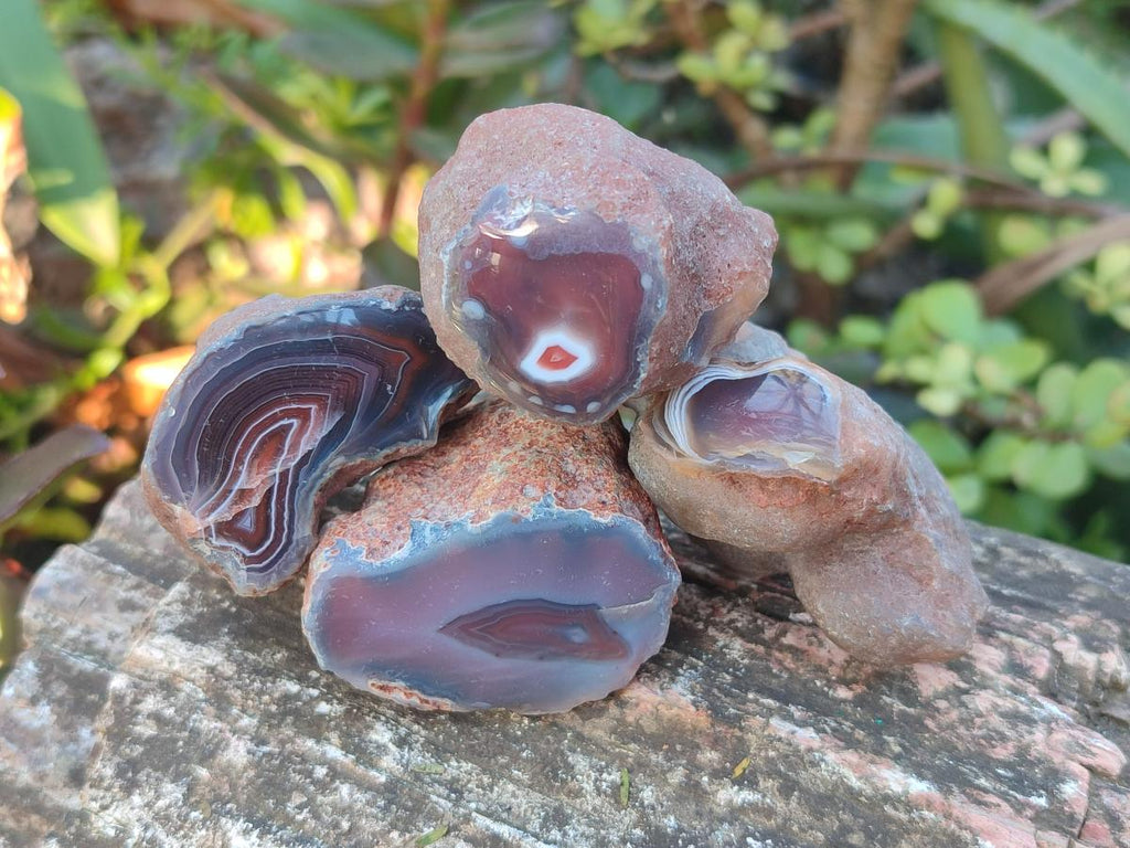 Polished One Side Red Shashe River Agate Nodules x 35 From Shashe River, Zimbabwe - Toprock Gemstones and Minerals 