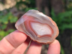 Polished One Side Red Shashe River Agate Nodules x 35 From Shashe River, Zimbabwe - Toprock Gemstones and Minerals 