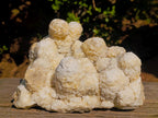 Natural Agatized Coral Specimen with Stalagmites x 1 From Didi, Madagascar - Toprock Gemstones and Minerals 