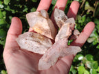 Natural Mini Single Window Pineapple Quartz Crystals x 35 From Antsirabe, Madagascar - Toprock Gemstones and Minerals 