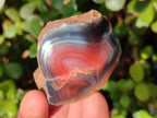 Polished One Side Red Shashe River Agate Nodules x 35 From Shashe River, Zimbabwe - Toprock Gemstones and Minerals 