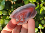 Polished One Side Red Shashe River Agate Nodules x 35 From Shashe River, Zimbabwe - Toprock Gemstones and Minerals 