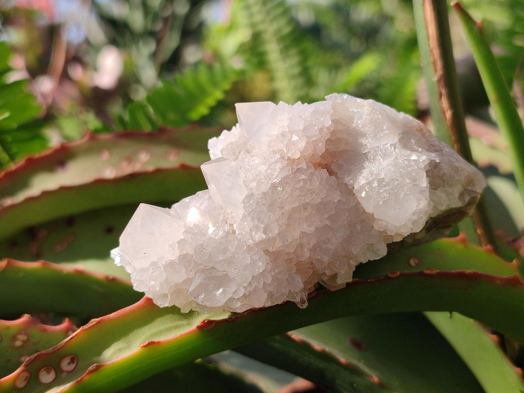 Natural White Spirit Quartz Clusters x 12 From Boekenhouthoek, South Africa - Toprock Gemstones and Minerals 