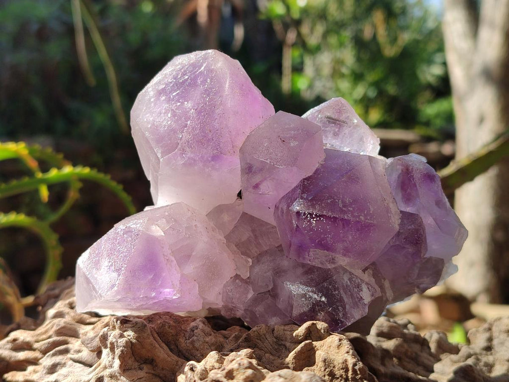 Natural Jacaranda Amethyst Clusters x 2 From Mumbwa, Zambia - Toprock Gemstones and Minerals 