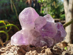Natural Jacaranda Amethyst Clusters x 2 From Mumbwa, Zambia - Toprock Gemstones and Minerals 