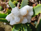 Natural Drusy Stalagmitic Snow Finger Quartz Coated Crystals x 35 From Albert's Mountain, Lesotho - Toprock Gemstones and Minerals 