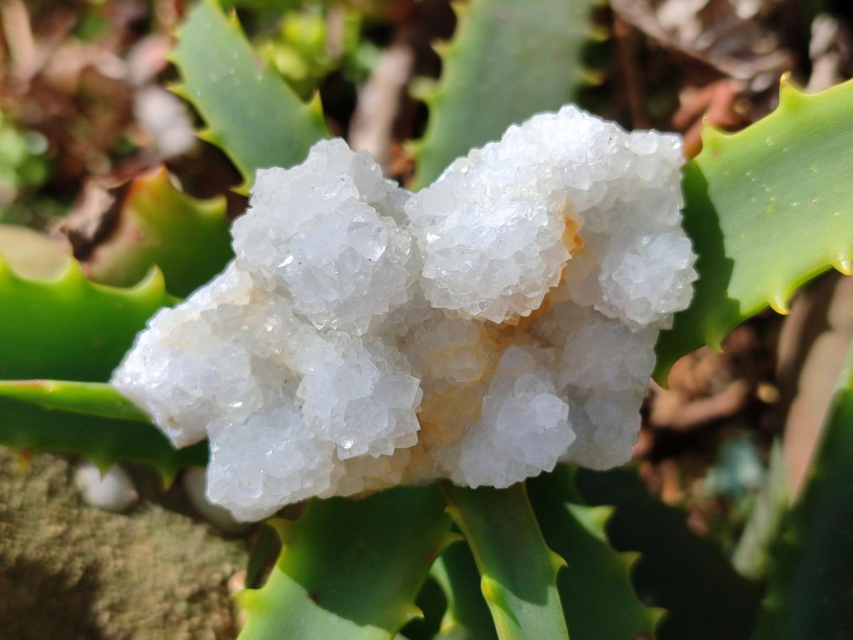 Natural Drusy Stalagmitic Snow Finger Quartz Coated Crystals x 35 From Albert's Mountain, Lesotho - Toprock Gemstones and Minerals 