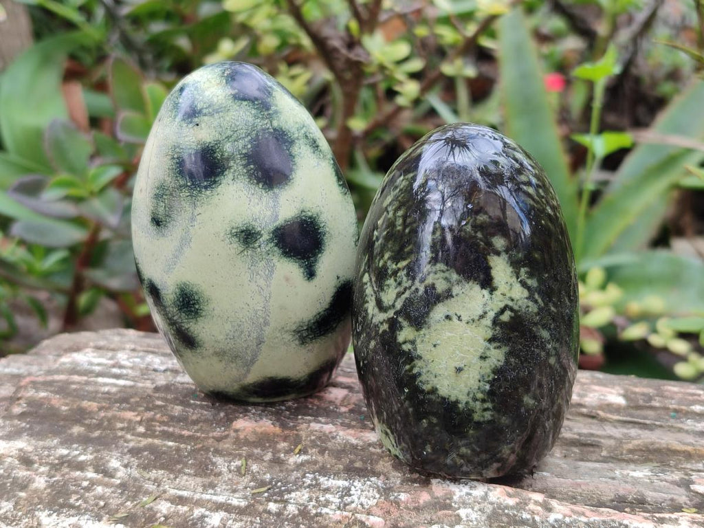 Polished Leopard Stone Standing Display Pieces x 6 From Zimbabwe - Toprock Gemstones and Minerals 