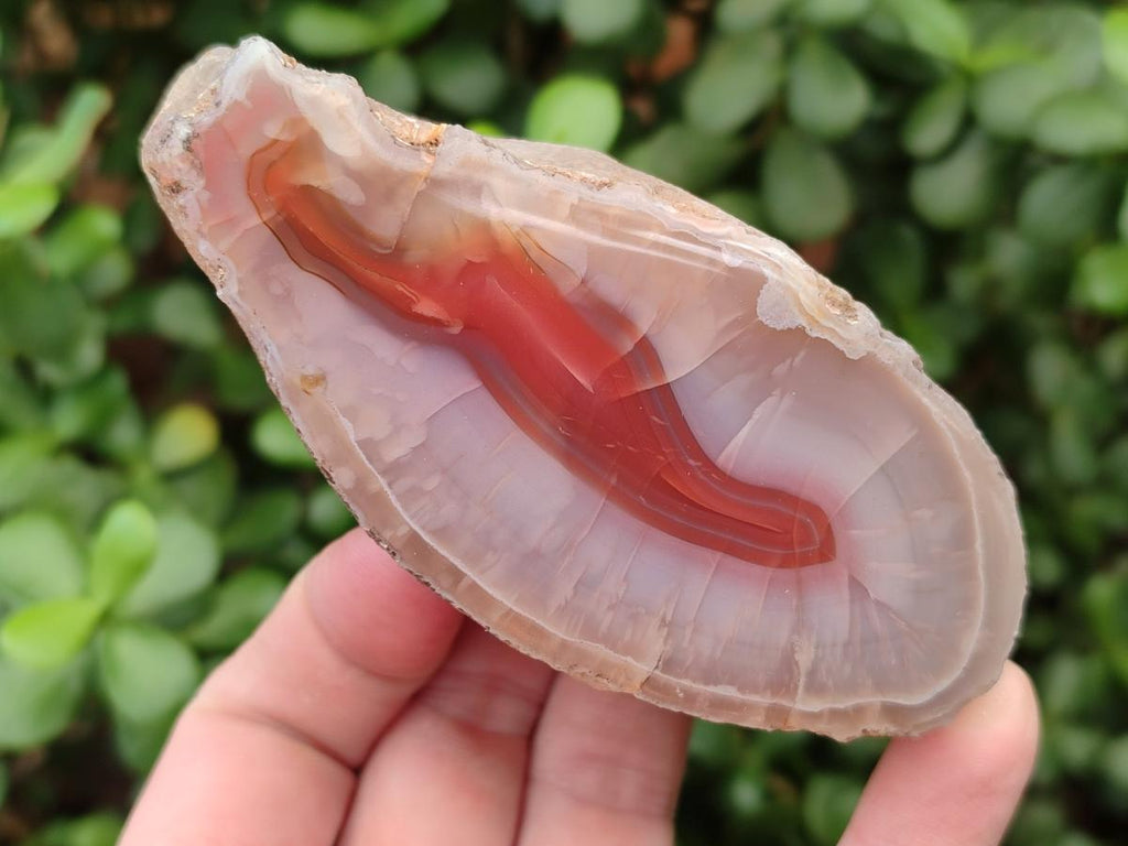 Polished One Side Red Shashe River Agate Slices x 3 From Shashe River, Zimbabwe - Toprock Gemstones and Minerals 