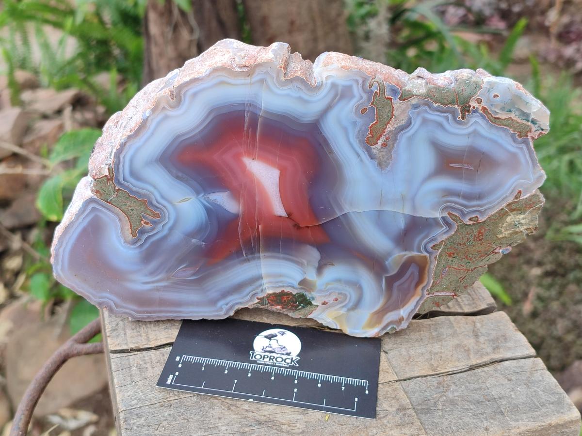Polished One Side Red Shashe River Agate Slices x 3 From Shashe River, Zimbabwe - Toprock Gemstones and Minerals 