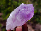 Natural Jacaranda Amethyst Single Crystals x 24 From Mumbwa, Zambia - Toprock Gemstones and Minerals 
