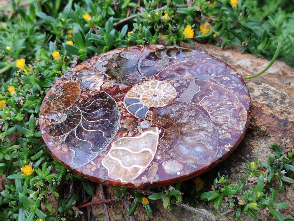 Hand Made Ammonite Conglomerate Table Coasters x 6 From Mahajanga, Madagascar - Toprock Gemstones and Minerals 