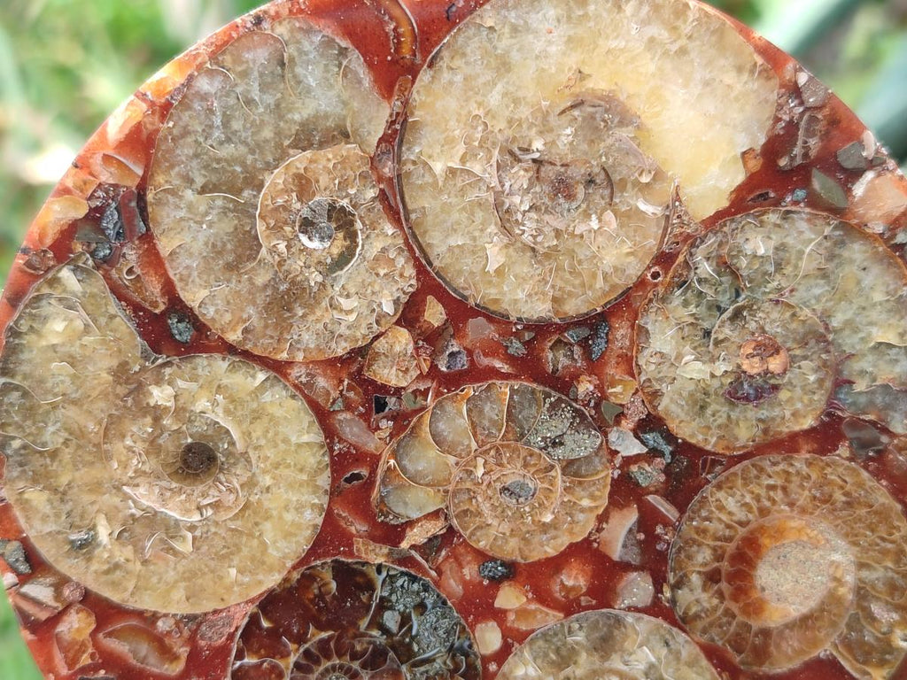 Hand Made Ammonite Conglomerate Table Coasters x 6 From Mahajanga, Madagascar - Toprock Gemstones and Minerals 