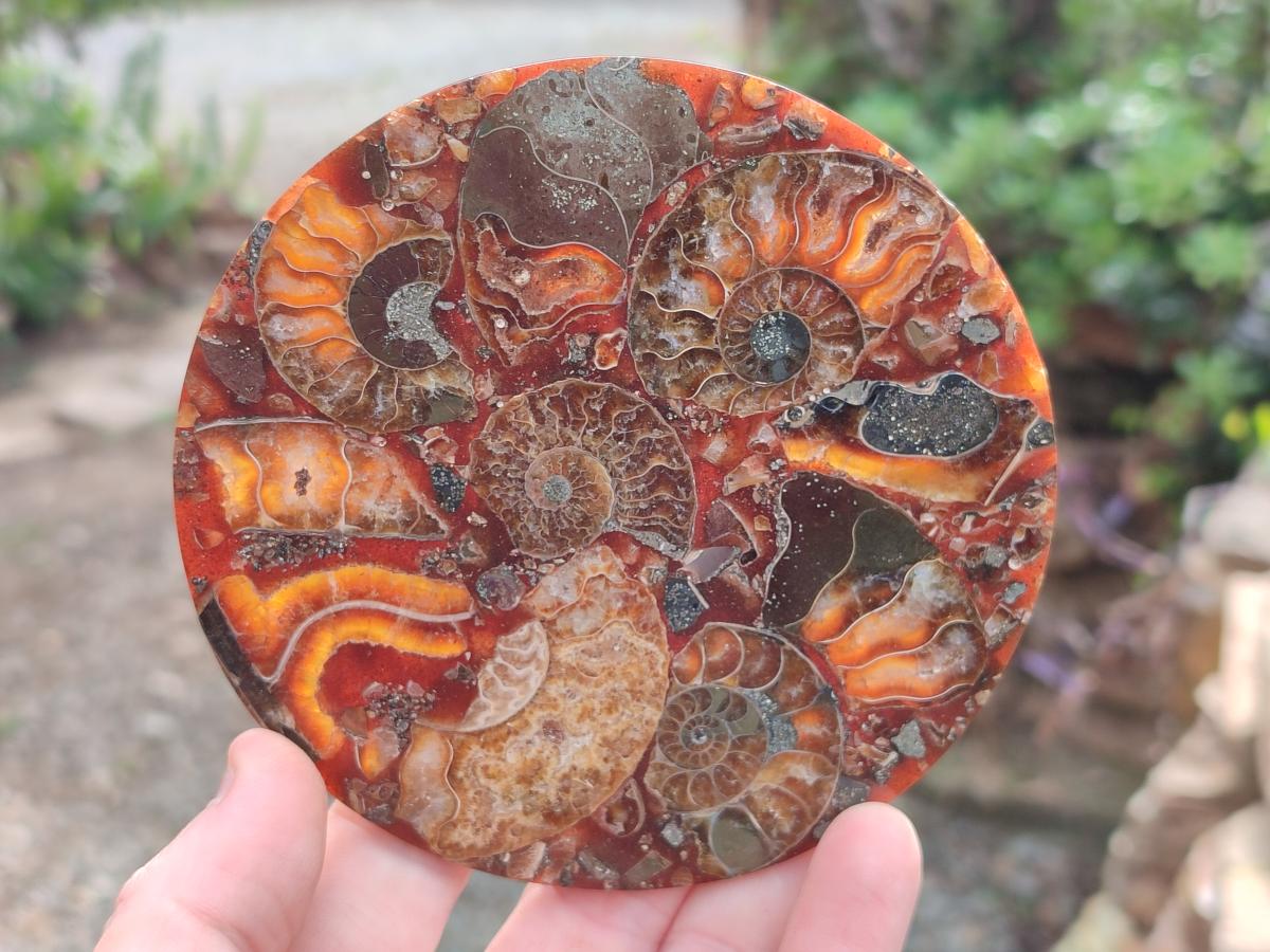 Hand Made Ammonite Conglomerate Table Coasters x 6 From Mahajanga, Madagascar - Toprock Gemstones and Minerals 