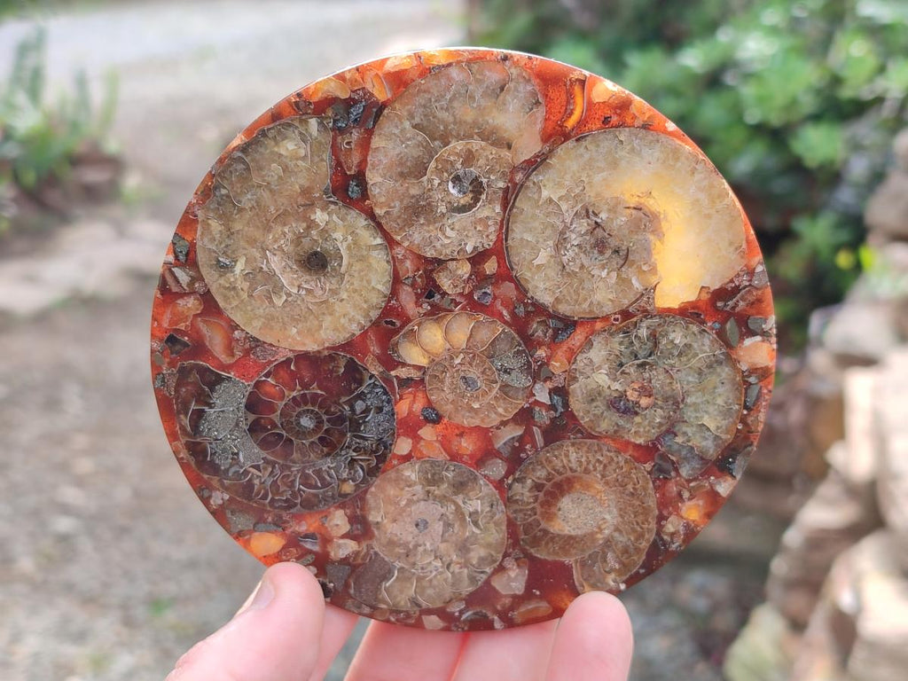Hand Made Ammonite Conglomerate Table Coasters x 6 From Mahajanga, Madagascar - Toprock Gemstones and Minerals 