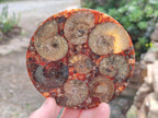 Hand Made Ammonite Conglomerate Table Coasters x 6 From Mahajanga, Madagascar - Toprock Gemstones and Minerals 