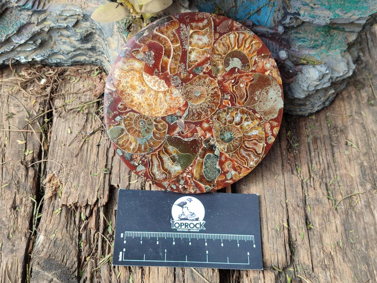 Hand Made Ammonite Conglomerate Table Coasters x 6 From Mahajanga, Madagascar - Toprock Gemstones and Minerals 