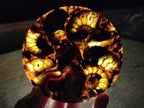 Hand Made Ammonite Conglomerate Table Coasters x 6 From Mahajanga, Madagascar - Toprock Gemstones and Minerals 